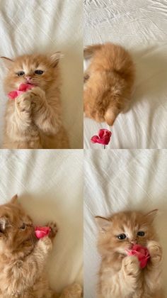 four pictures of an orange cat playing with a pink bow tie on its mouth and nose