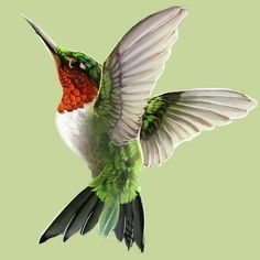 a colorful hummingbird flying through the air with its wings spread wide and it's beak