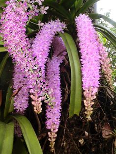 purple flowers blooming on the side of a tree