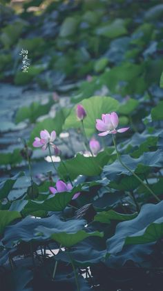 some pink flowers and green leaves in the water