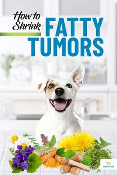 a dog sitting on top of a table next to flowers and carrots with the title how to shrink fatty turms