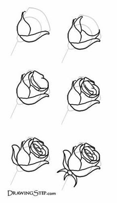 how to draw roses step by step