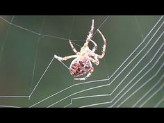 a close up of a spider in its web