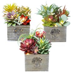 three wooden planters with succulents and lights in them on a white background