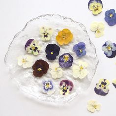 several different colored pansies on a glass plate