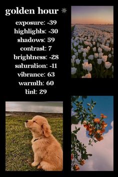 the golden hour poster is shown in three different pictures, including a dog and flowers