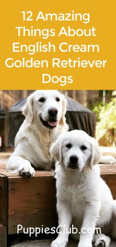 two white dogs sitting next to each other with the words 12 amazing things about english cream golden retriever dogs