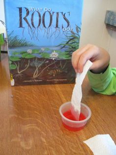 Preschool Botany Activities, Trees Kindergarten Science, First Grade Plant Activities, Roots Preschool Activities, Seed Unit Study, Tree Prek Activities, Creative Curriculum Garden Study Preschool, Nature Unit Preschool, Science Plant Activities