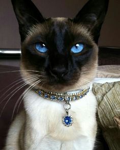 a siamese cat with blue eyes wearing a jeweled collar and choker necklace