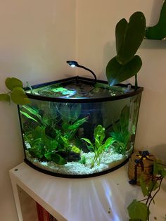 a fish tank filled with plants and rocks on top of a table next to a plant