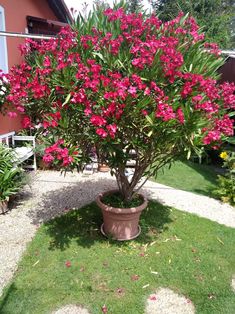 a potted plant with pink flowers in front of a house