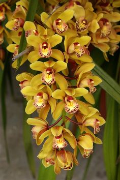 yellow and red flowers with green leaves in the background