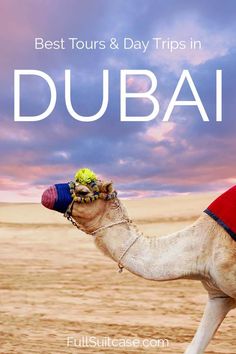 a camel in the desert with text overlay that reads best tours & day trips in dubai