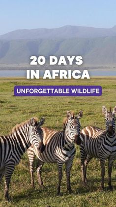 four zebras standing in the grass with mountains in the background and text overlay reads 20 days in africa unforgettable wildlife life