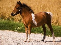 a brown and white horse standing on top of a gravel road next to tall grass