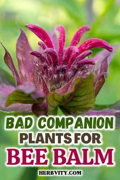 a pink flower with the words bad companion plants for bee balm