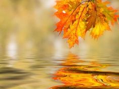 an orange and yellow leaf is reflected in the water