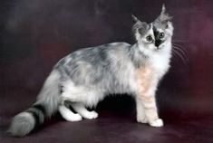 a grey and white cat standing on top of a purple background in front of a black backdrop