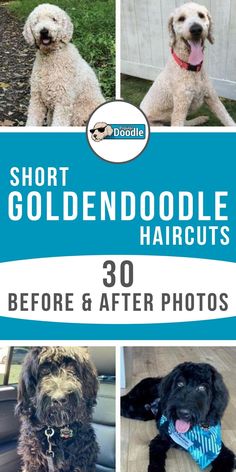 two dogs sitting in the back seat of a car with text overlay that reads short goldendoodle haircuts 30 before and after photos