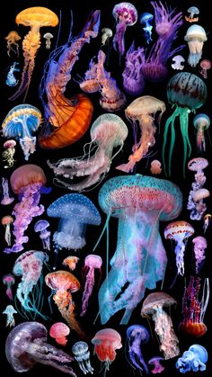 many different types of jellyfish in the water