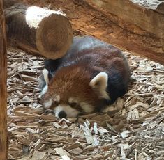 a baby raccoon is laying down on wood chips