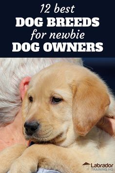 a woman holding a dog with the words, best dog breeds for newbie dog owners