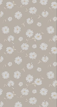 white daisies are on a gray background