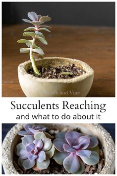 succulents reaching and what to do about it