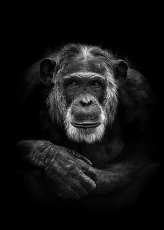 a close up of a monkey on a black background