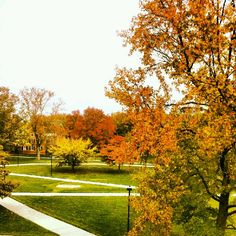 the park is full of trees with yellow and orange leaves