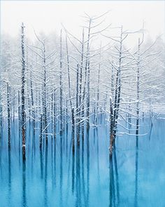 the trees are covered in snow by the water's blue surface, with no leaves on them