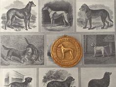 an image of dogs in different poses and sizes on a sheet of paper with a gold medal