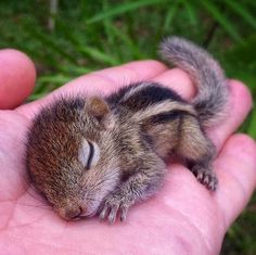 a hand holding a small animal with the words good night written on it