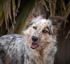 a dog with blue eyes standing in front of some palm trees and looking at the camera