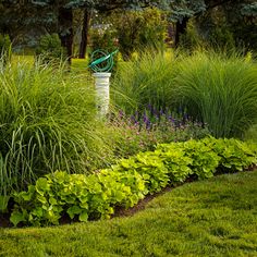 a garden with lots of green plants and trees in the background, surrounded by tall grass