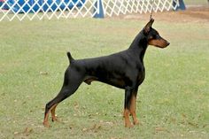 a black and brown dog standing on top of a grass covered field