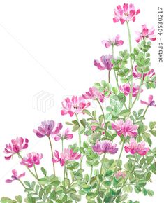 watercolor painting of pink flowers and green leaves on a white background with space for text