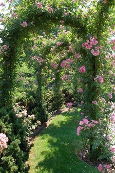 an archway with pink flowers in the middle of it and green grass on both sides