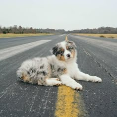 two dogs laying on the side of an empty road