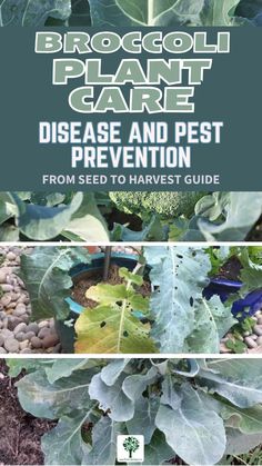 broccoli plant care disease and rest prevention from seed to harvest guide