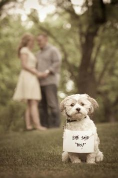 a small dog sitting in the grass with a sign that says she said yes