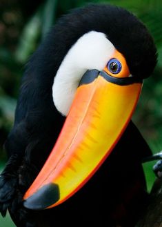 a toucan bird with an orange and yellow beak