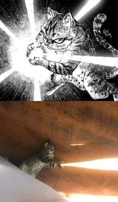 two pictures one with a cat and the other with a light saber