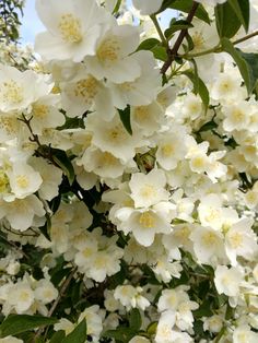 white flowers blooming on the branches of trees