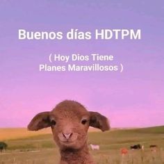 a sheep is standing in the middle of a field with other animals behind it and text that reads buenos dias hdtpm hoy dios trene planes maavillolos