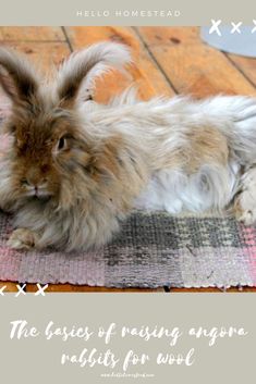 a fluffy rabbit laying on top of a rug