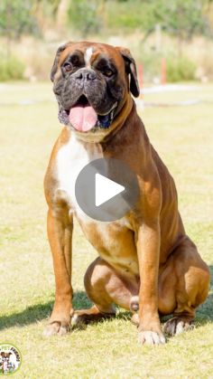 a brown and white dog sitting on top of a grass covered field with his tongue hanging out