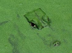 an animal's eye is seen in the green algae that covers the water surface