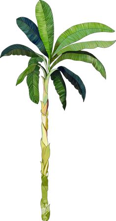 a drawing of a palm tree with green leaves