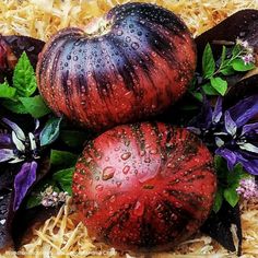 three red and black pumpkins with water droplets on them sitting next to purple flowers